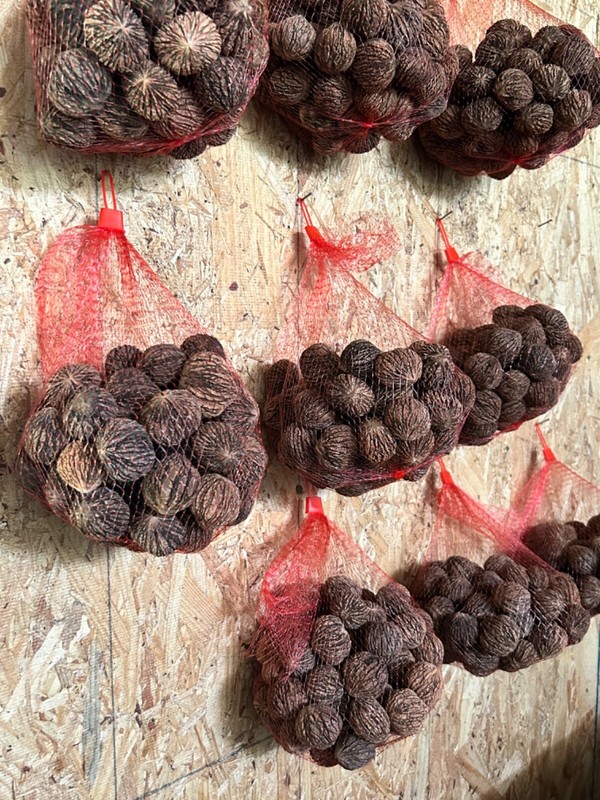 1 pound Fresh hulled, cleaned,and cured Indiana Walnuts 2024 gallery