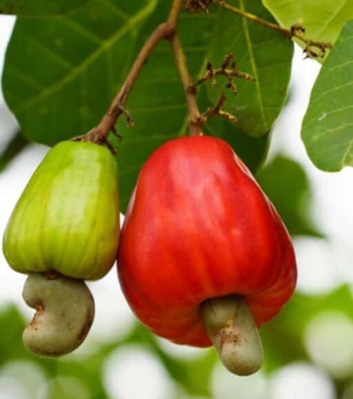 Sri Lankan Natural Cashew Nuts (Baking) gallery