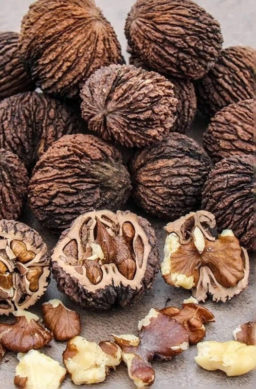 1 lb. Indiana Black Walnuts Whole In Shell