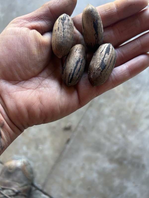 Whole Organic Pecans Kansas 2025
