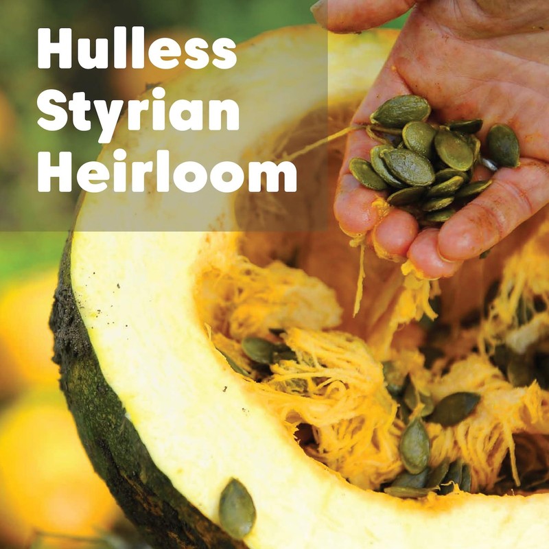 Wilderness Poets, Organic Heirloom Pumpkin Seeds Styrian Variety, No Shells,... gallery