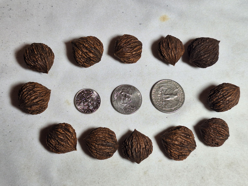 Black Walnuts in Shell - miniature size, great for crafts. Not good for eating. gallery
