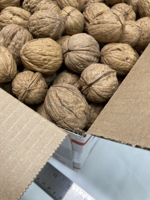 10 lbs California Chandler Walnuts in Shell Freshly Harvested November 2025 gallery