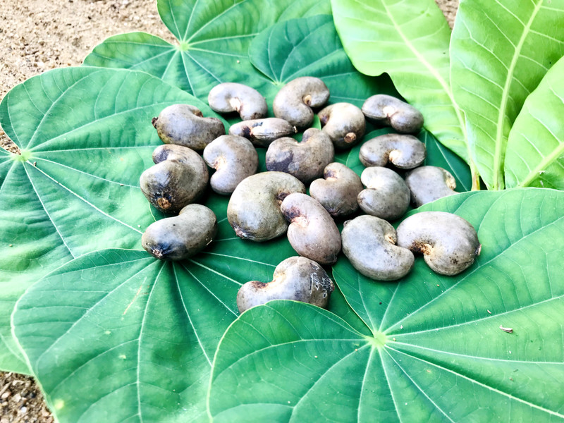 cashew nut gallery