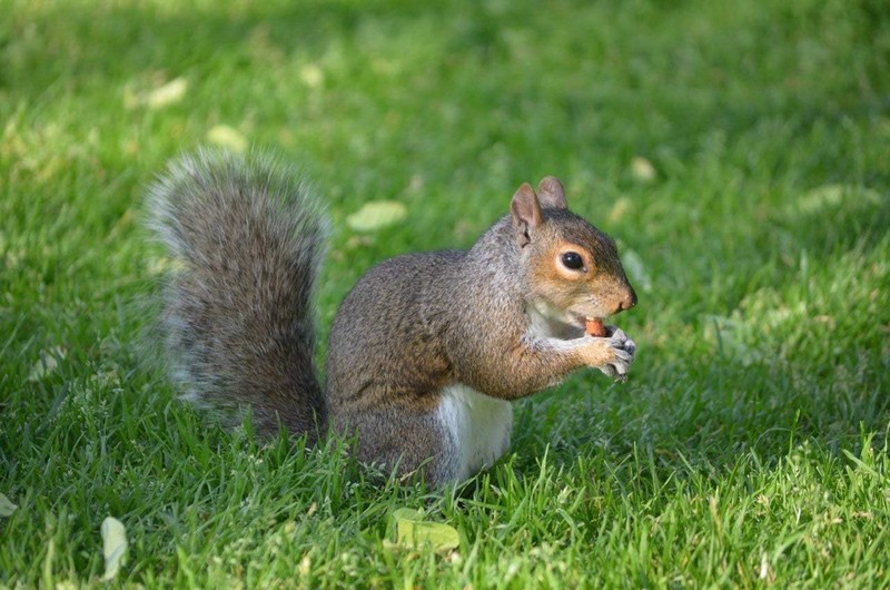 Wakefield Virginia Peanuts Bulk 45LB Bag Shelled Squirrels Birds Deer Pigs & a gallery