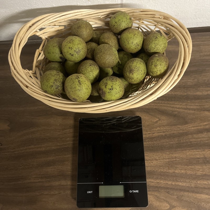 1lb of fresh Walnut, husk removed when picked and purchased Limited Availability gallery