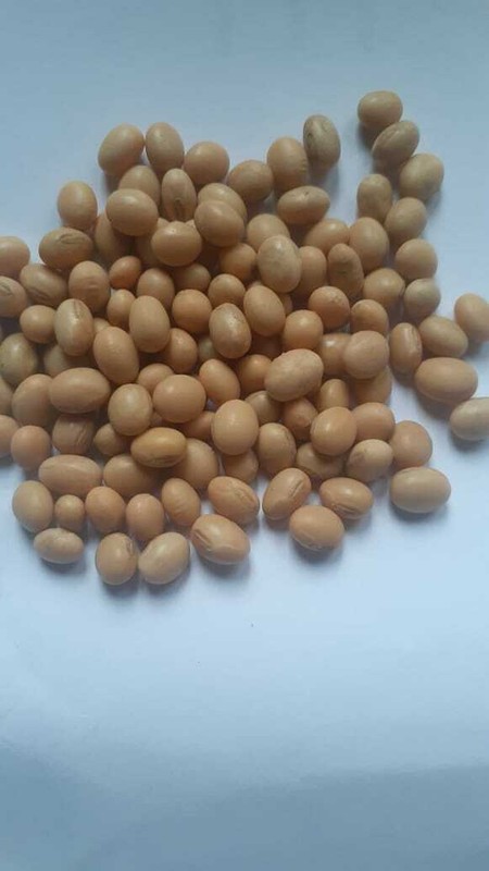 Organic Highly Nutritional Soya Beans For Tofu soy milk making No Preservatives gallery