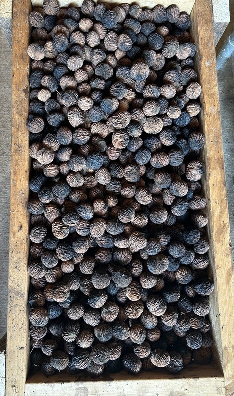 5 lb box Black Walnuts. 9/25 Harvest North Carolina Floated, Power Washed gallery
