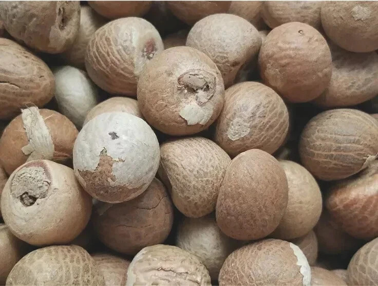 100% Organic Areca Dried Nuts | Whole Betel Nuts |1 Lb | Fresh New Harvest |Best