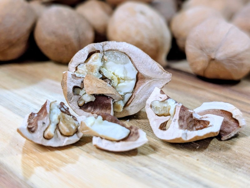 2025 Harvest - 45 Count - Natural Mockernut Hickory Nuts - Southeastern TN