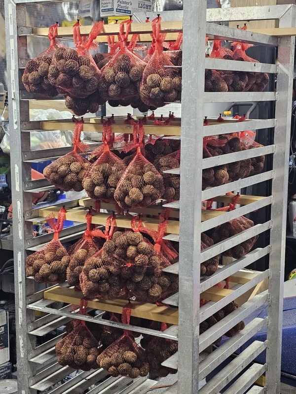 Premium Wild Foraged Black Walnuts Whole In Shell 2023 Harvest By The Pound