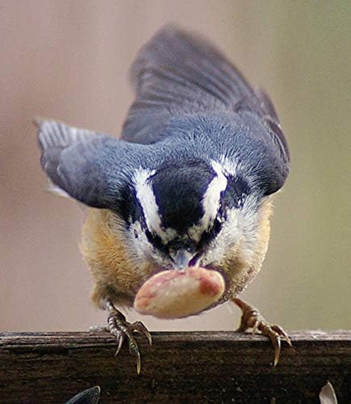 30 lbs Shell-Free Peanuts - Ideal for Snacking & Cooking Delights! gallery