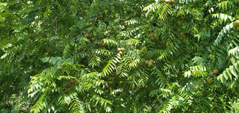 Fresh 2025 Black Walnuts Organic Antiparasitic PLANTING Seeds Nuts Fresh 35 pcs gallery