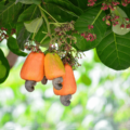 The Journey of Cashews: From Farm to Factory